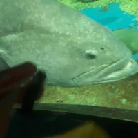 con đỹ hệ thống lỏd nốt