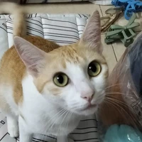 Tác giả hay iar☺