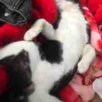 Meo bel*tg