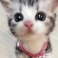 cộng đồng mạng