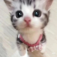 cộng đồng mạng
