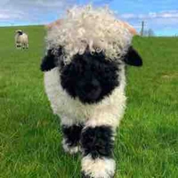Cừu 🐑 