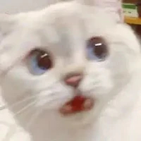 Con t/g báo cha mẹ