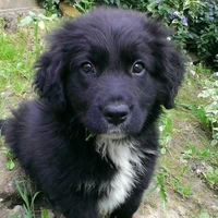 bản thể sói lúc nhỏ(Nagumo)