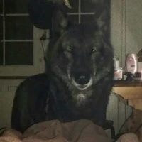 bản thể sói lúc lớn(Nagumo)