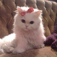T/g khung dien^^ | Yumeow