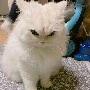 người đi đường
