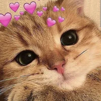 Mèo con(cấm đứa nào giết nó😡😡)