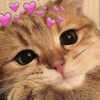 Mèo con(cấm đứa nào giết nó😡😡)