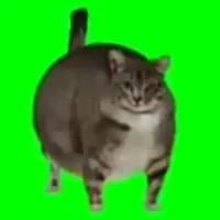 meme cats