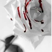 #WhiteRose_hima...🖤