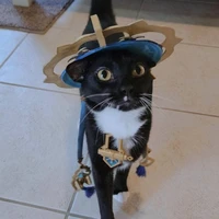 Tác giả bị bủ bủ