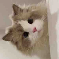 mèo con
