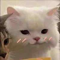 T/G CUTE