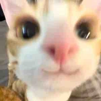 tác giả đây nhéee