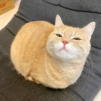 t.giả
