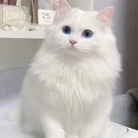 Dolly