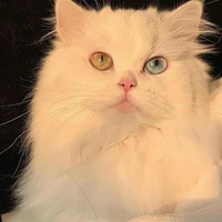 Mèo