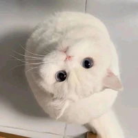 mèo này là Jsol