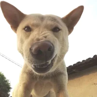 all -ai thì -
