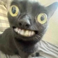 mèo méo (T/g) con mèo là tao á