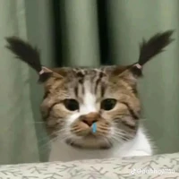 tác giả mát mát