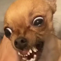 tác giả cutii