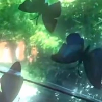 T/g đang bùn hay zui??