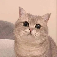 Châu