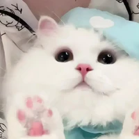 Mi