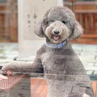 PiPi