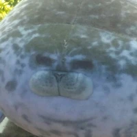 Hệ thống béo ú