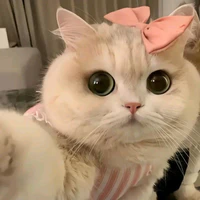 mimi
