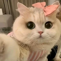 mimi