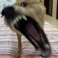 Chó