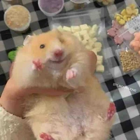 HT0410[Chuột cống:)]