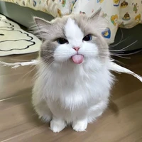 Chủ tus