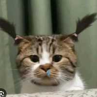 ✨bố mày là t/g ngầu lòi lồn✨