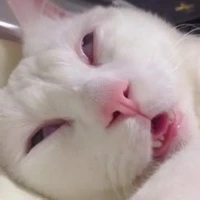 Ngáooo