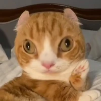t/g