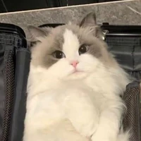 Bơ