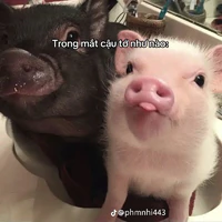 Mấy bé bot 
