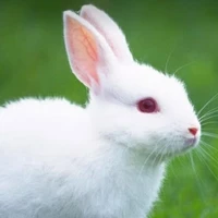 linh thú của cô-miu