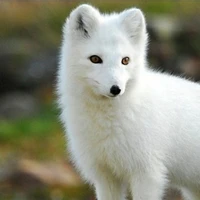 linh thú của ly-min