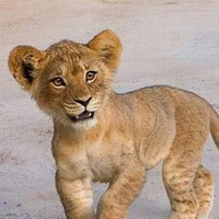 Leo