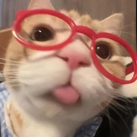 chipp t/g nèee