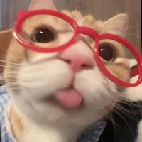 chipp t/g nèee