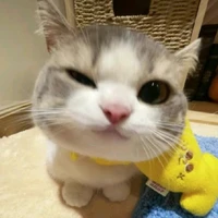t/g