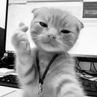 𝐖𝐡𝐢𝐭𝐞 𝐅𝐨𝐱 𝐎𝐫 𝐏𝐢𝐥𝐞 💫