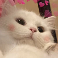 t/g